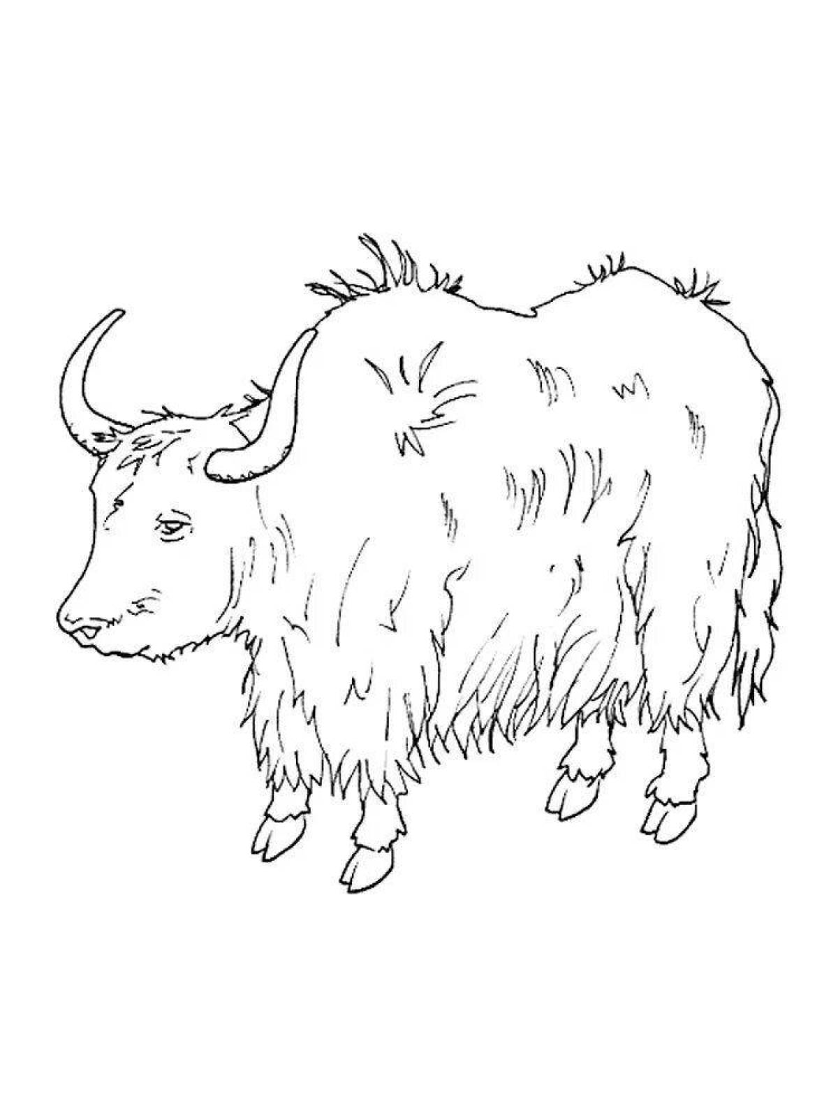 Coloring fluffy yak