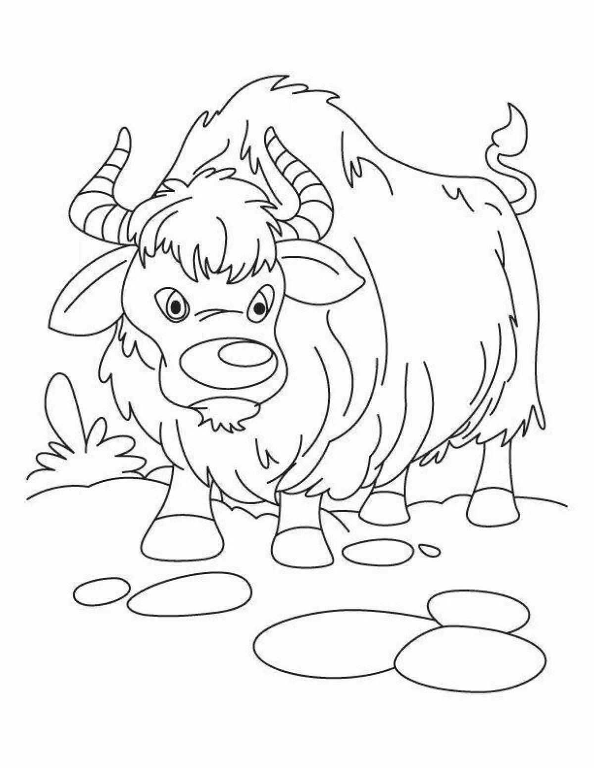 Coloring wild yak