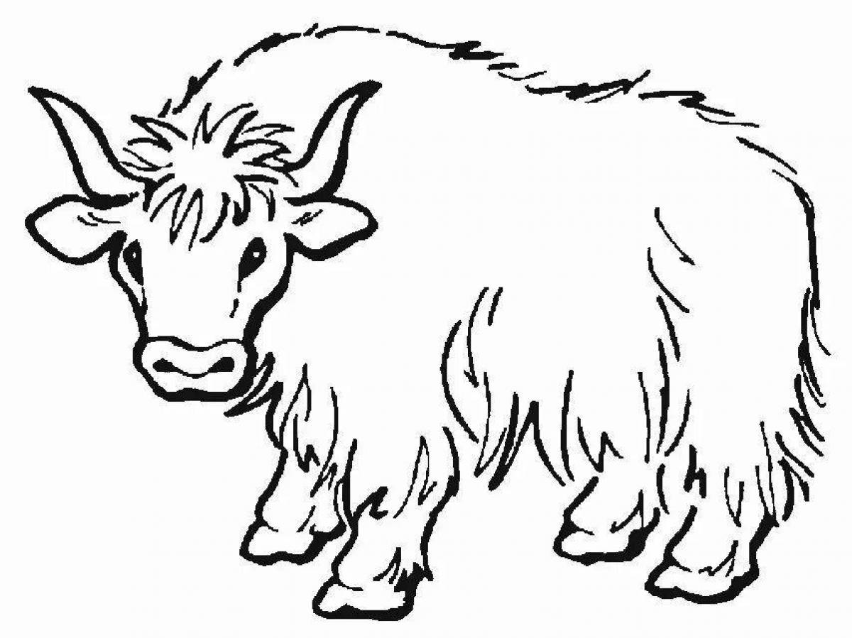 Coloring cute yak