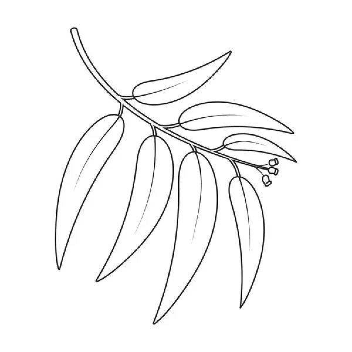 Calming eucalyptus coloring book