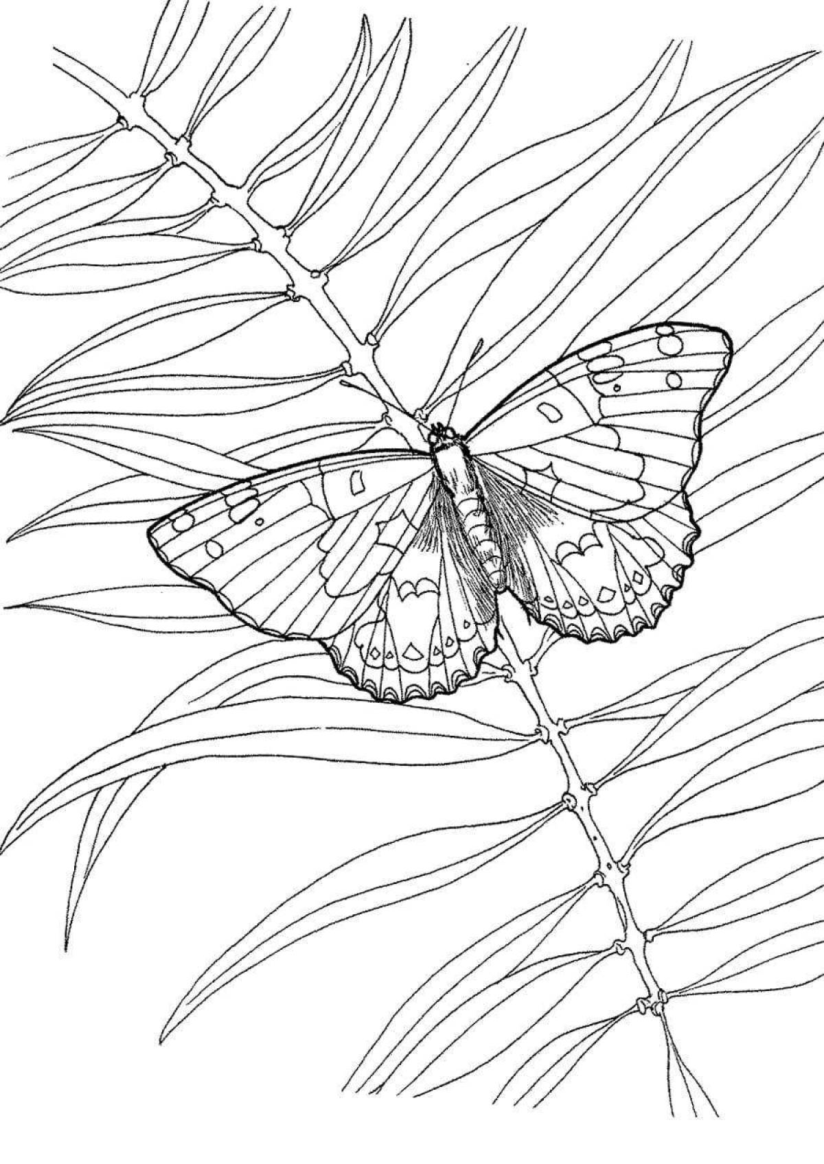 Gorgeous swallowtail coloring page