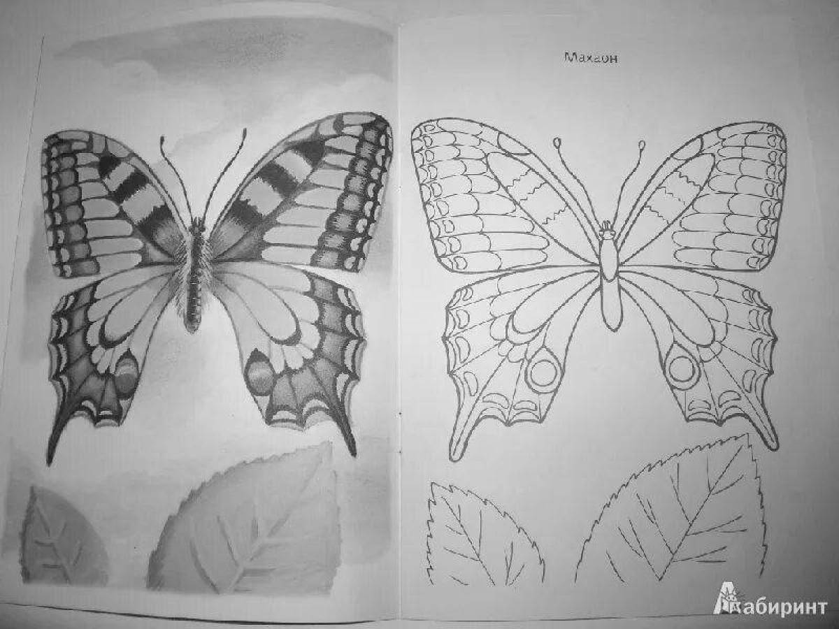 Coloring book beautiful swallowtail