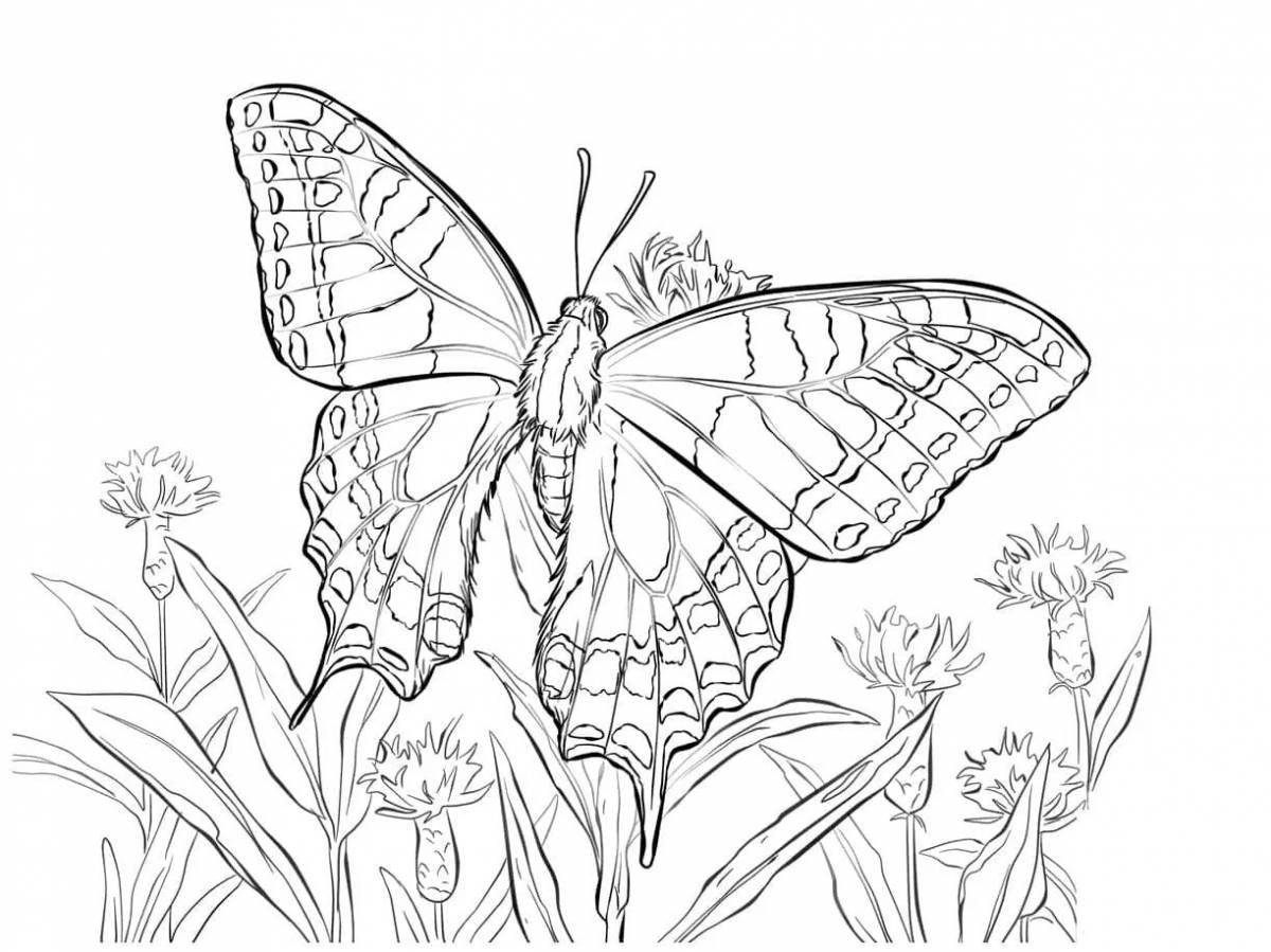 Witty swallowtail coloring page