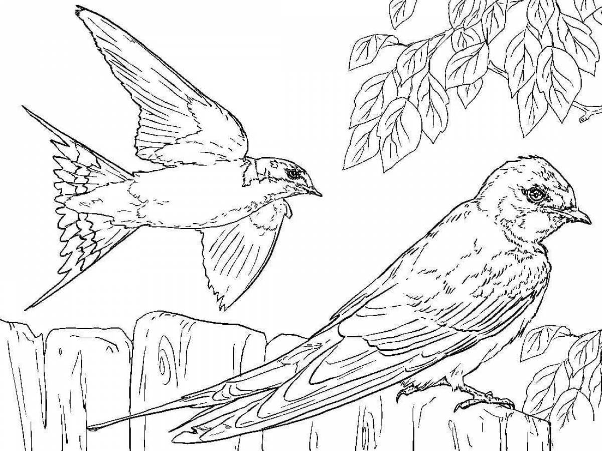 Фото Radiant coloring page swift