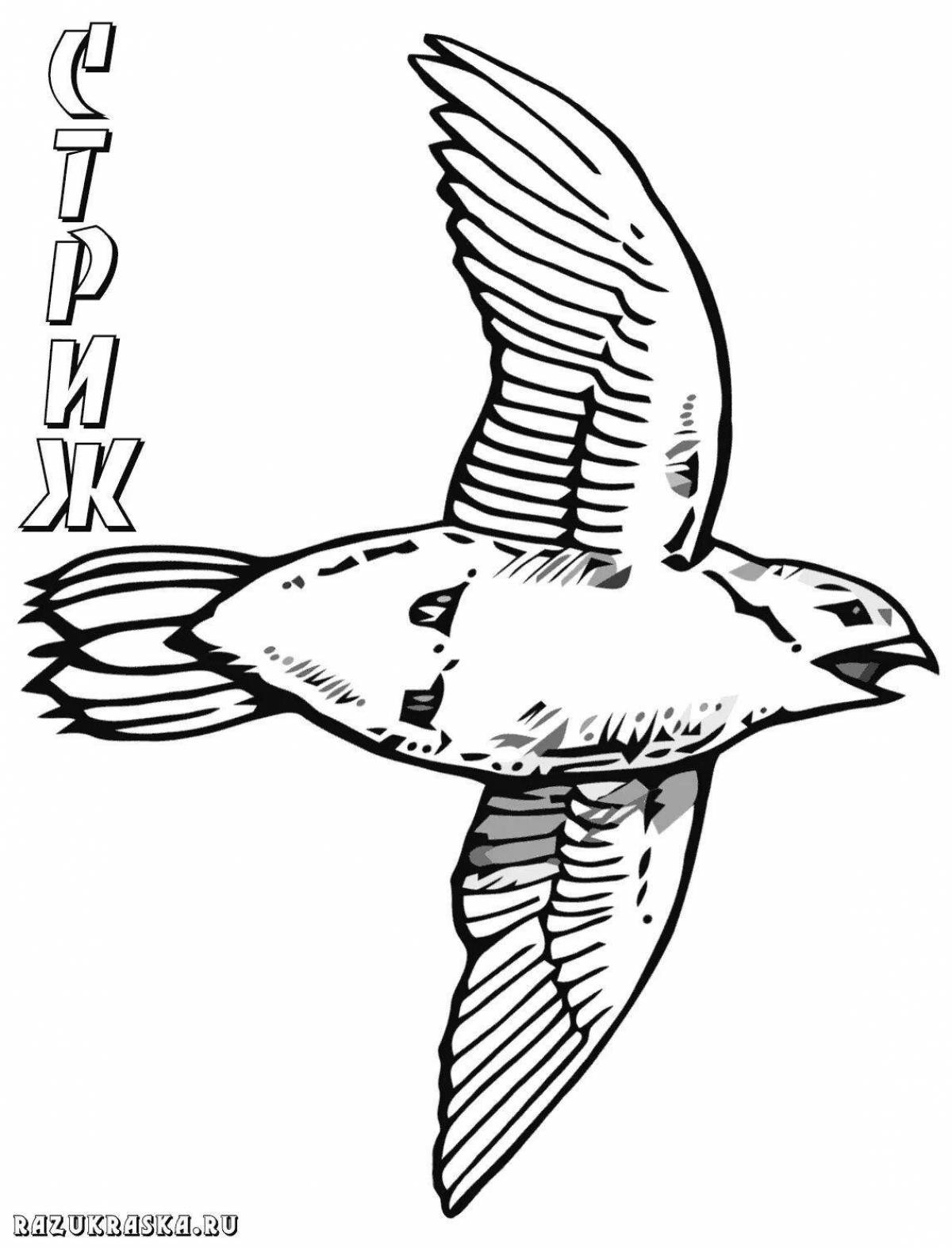 Белобрюхий стриж (Apus melba). Птицы Кыргызстана.