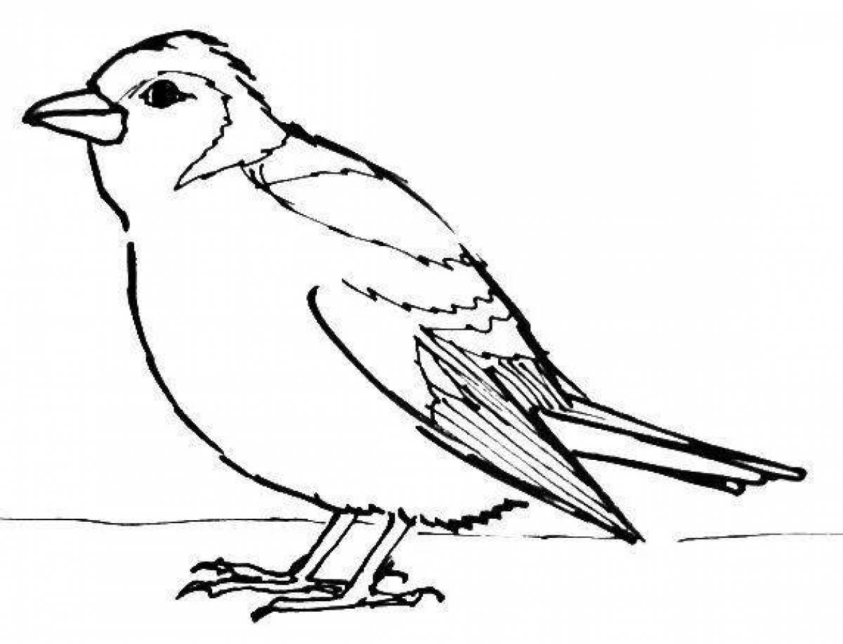 Mysterious finch coloring book