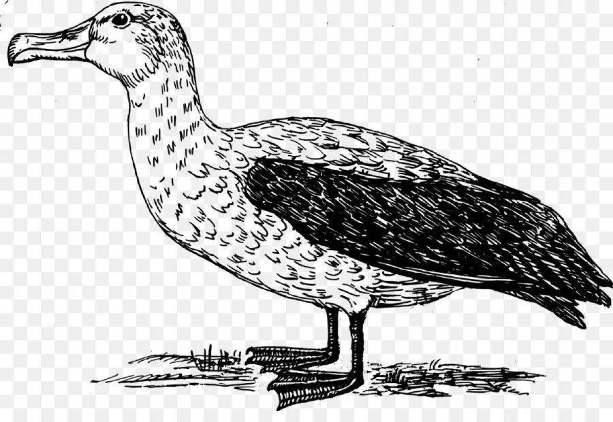 Coloring page magnificent albatross