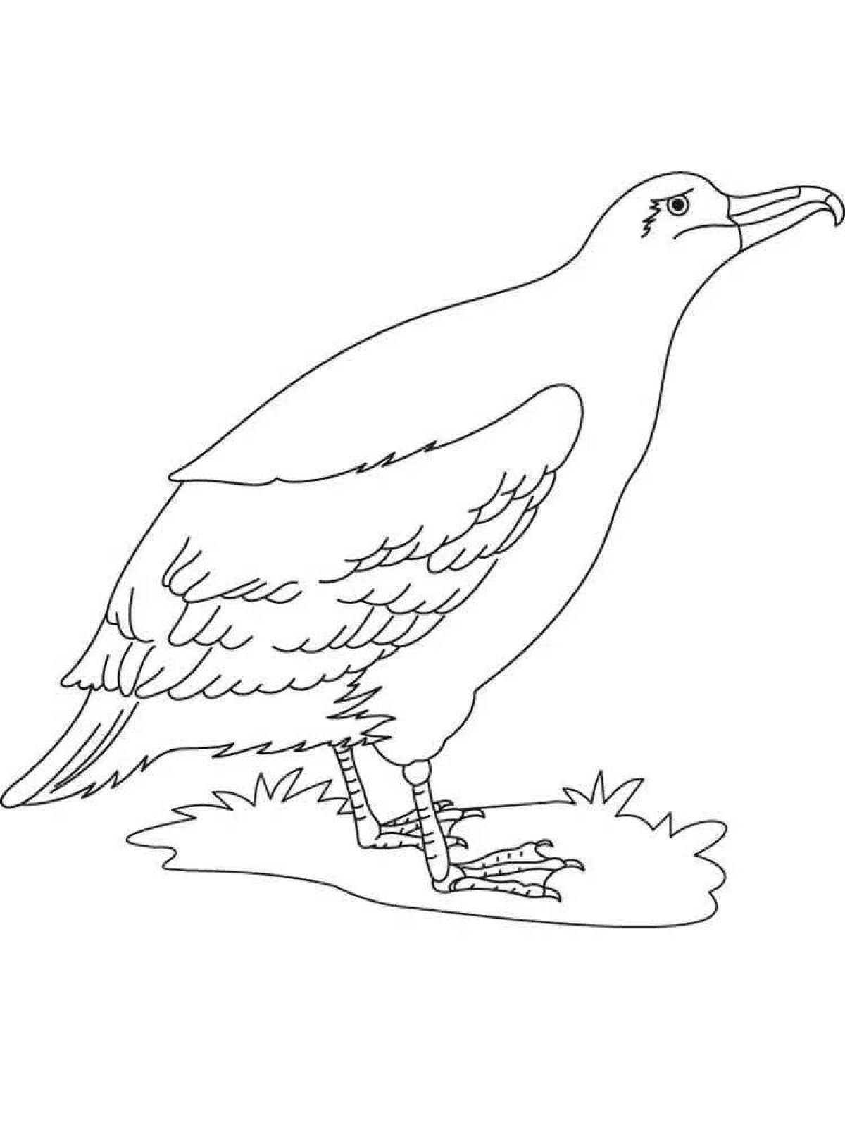 Раскраска элегантный альбатрос