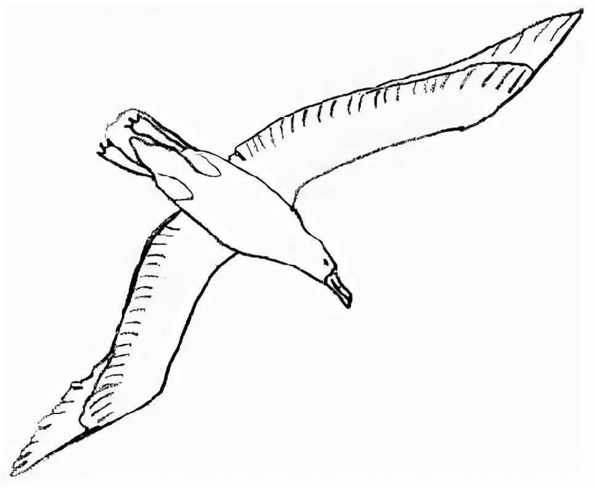 Раскраска большой альбатрос