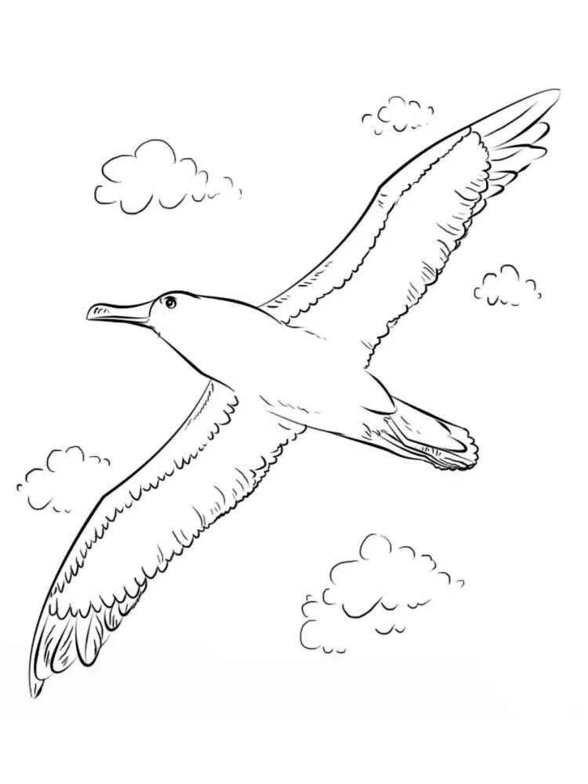 Красивая раскраска альбатрос
