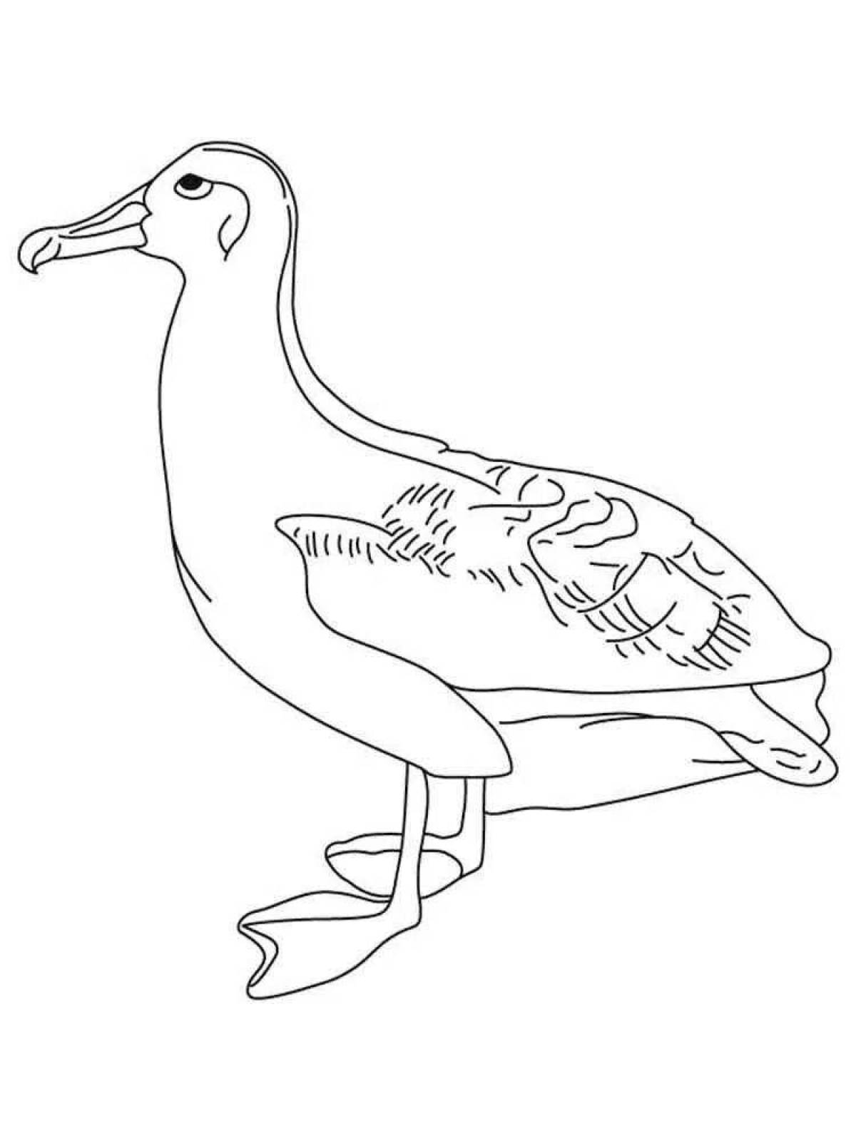 Буйный альбатрос раскраска