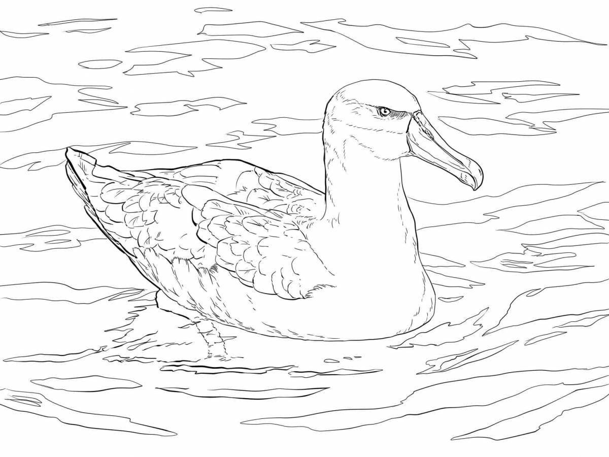 Coloring page spectacular albatross