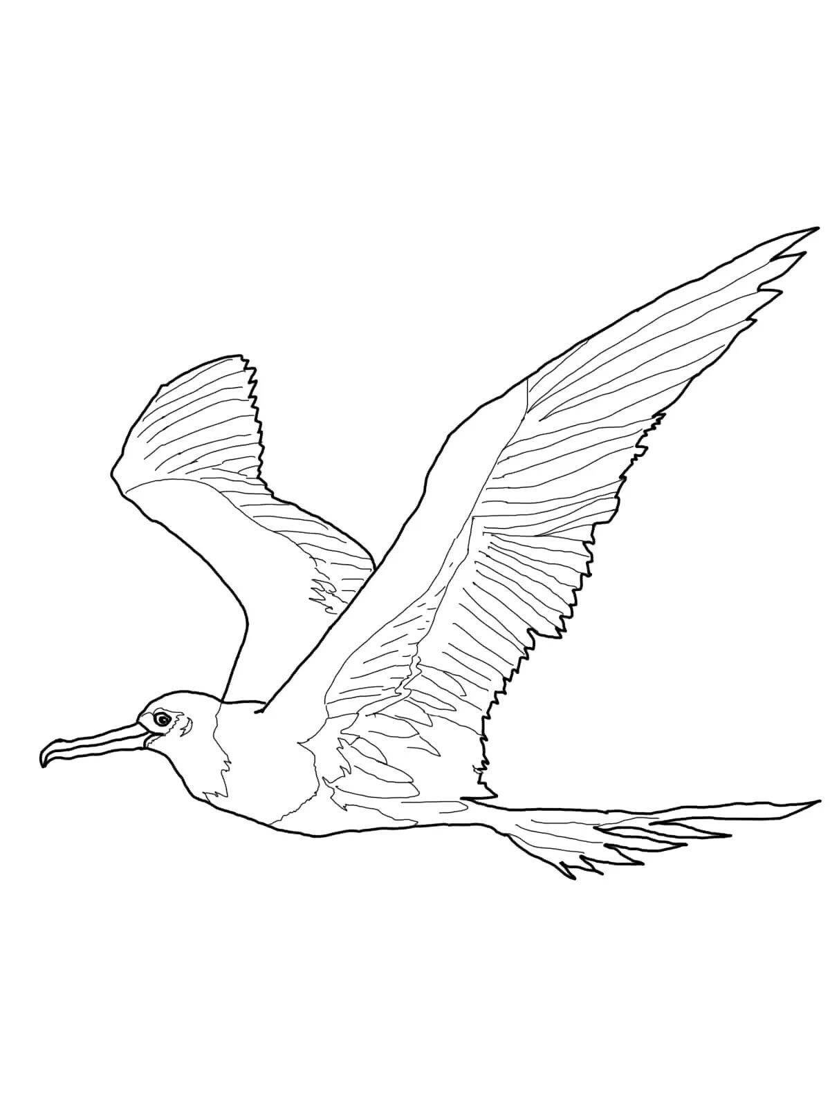 Majestic albatross coloring page