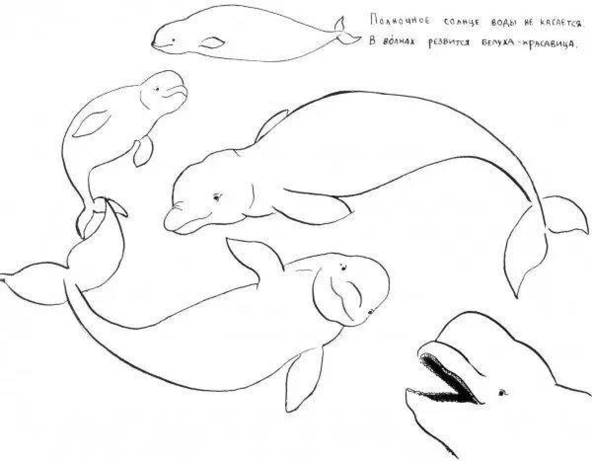 Раскраска большой белый кит