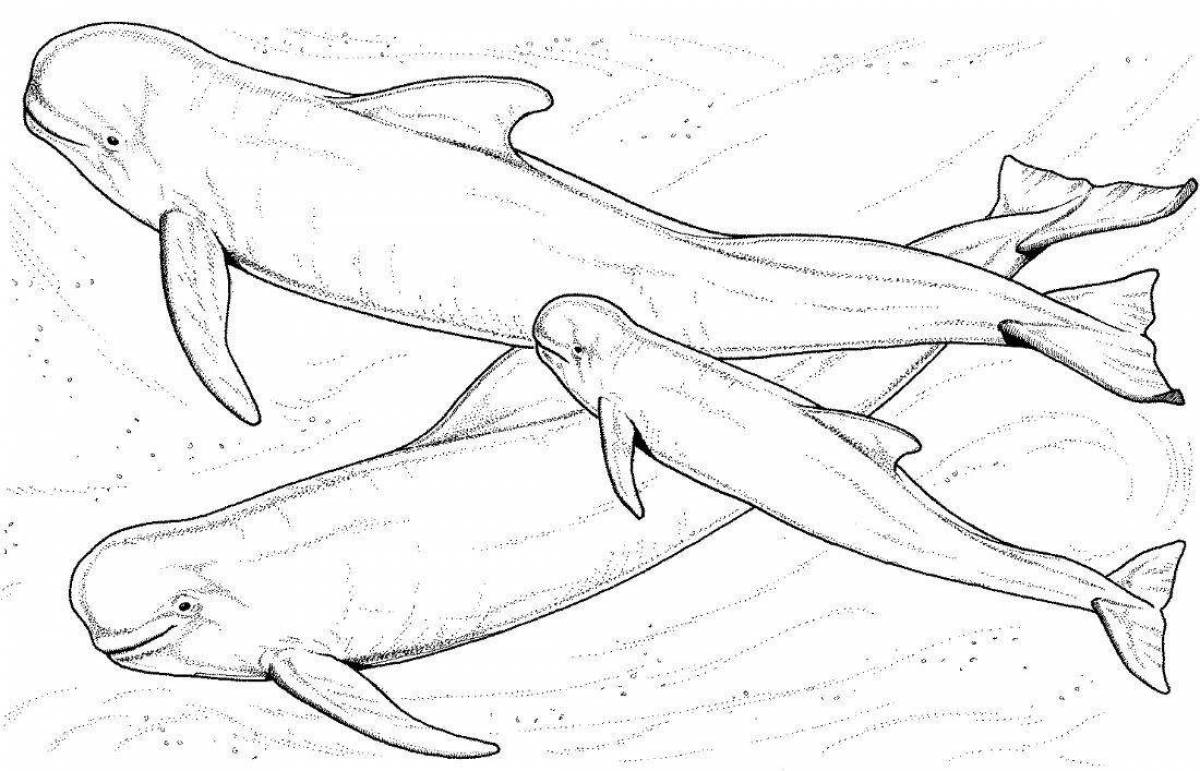 Awesome white whale coloring page