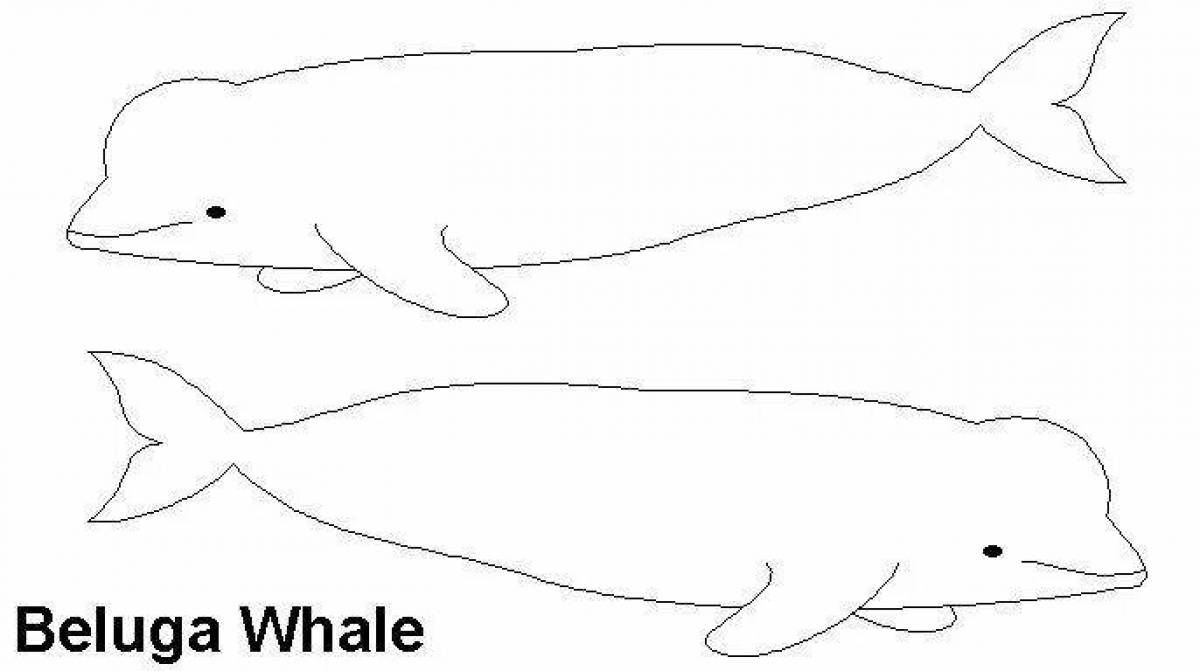 Блестящий белый кит раскраска