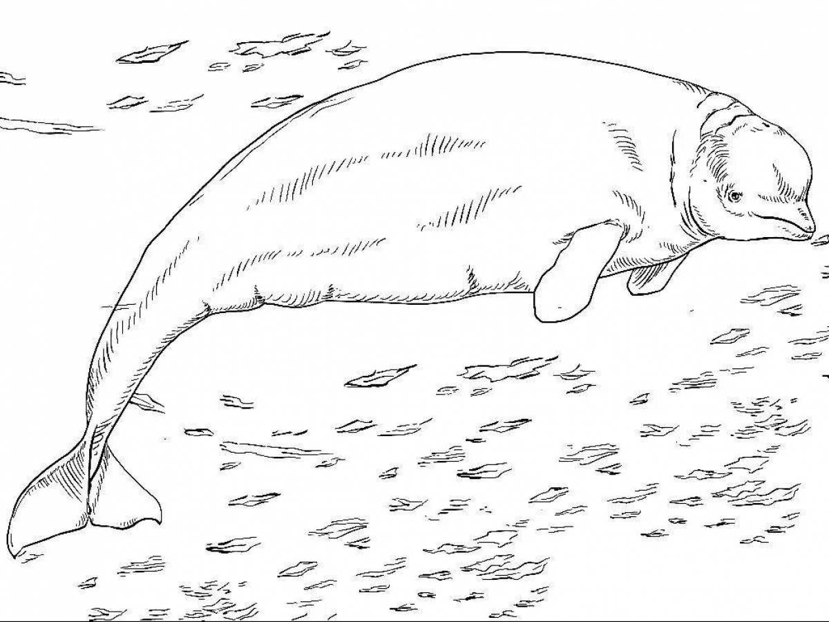 Раскраска Раскраска яркий белый кит