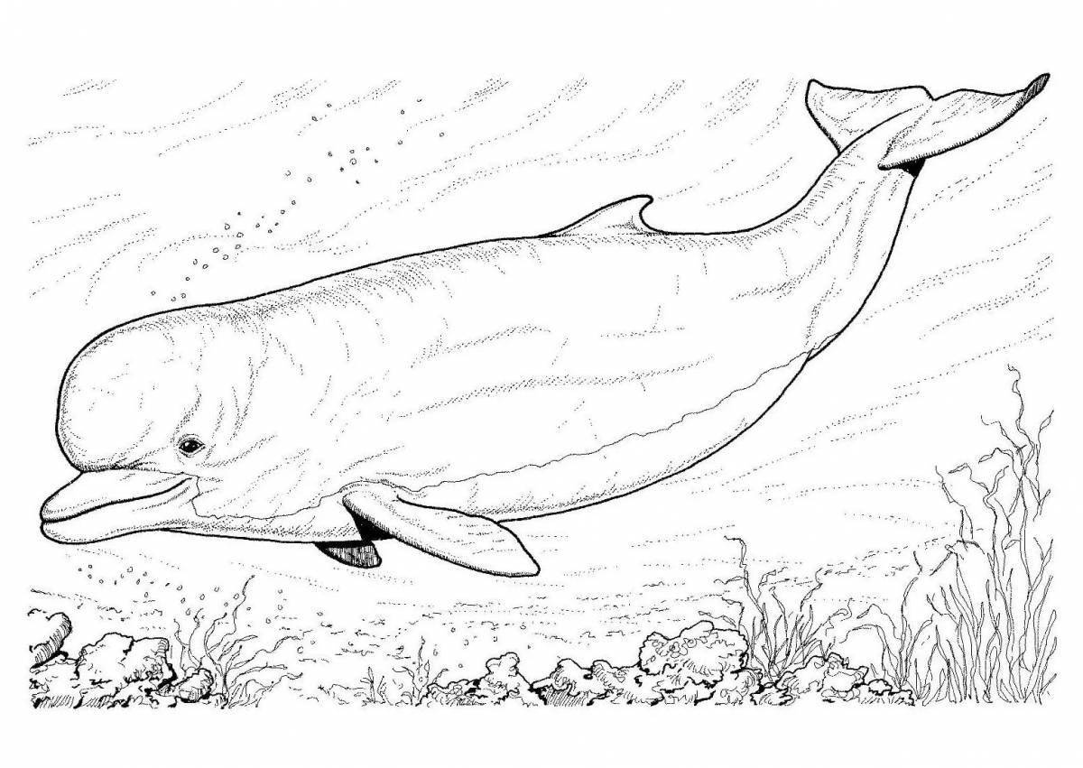 Cute white whale coloring book