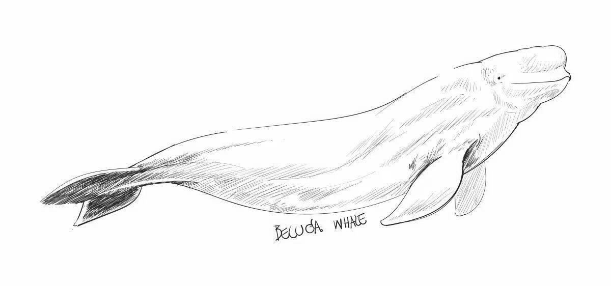 Раскраска великолепный белый кит