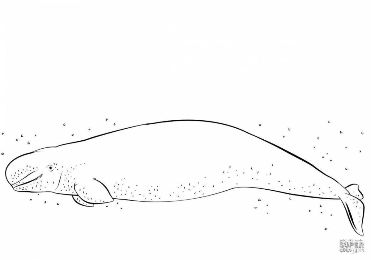 Regal white whale coloring page