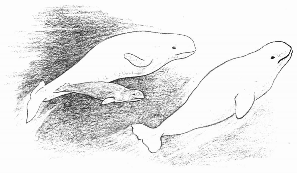 Великолепный белый кит раскраска