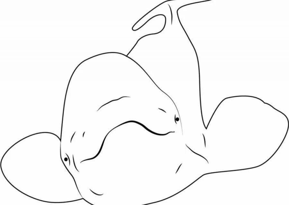 Раскраска элегантный белый кит
