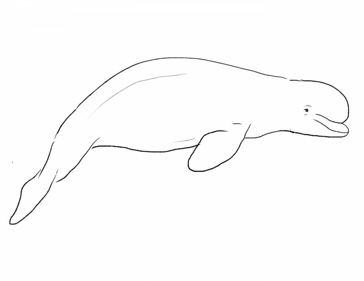 Раскраска Великолепный белый кит раскраска