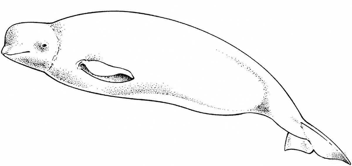 Яркая страница раскраски белого кита