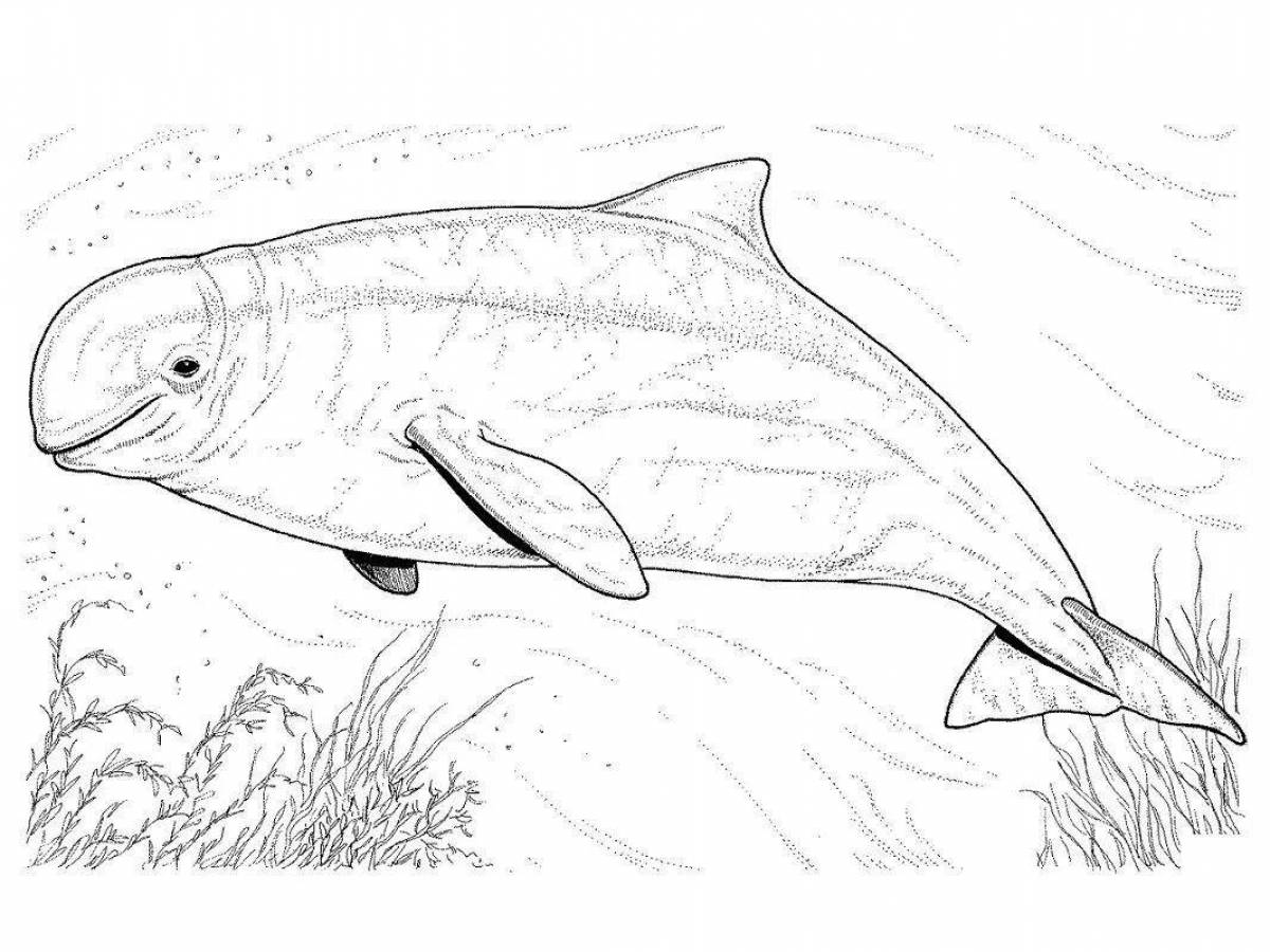 Dazzling white whale coloring book