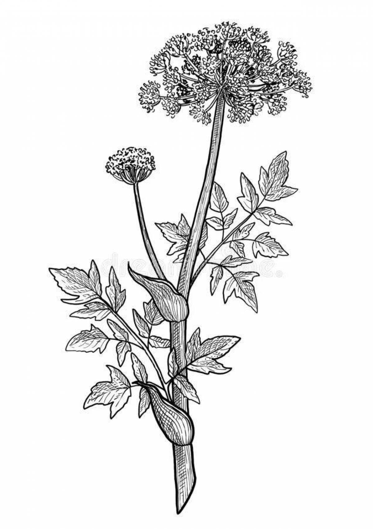 Colorful hogweed coloring page