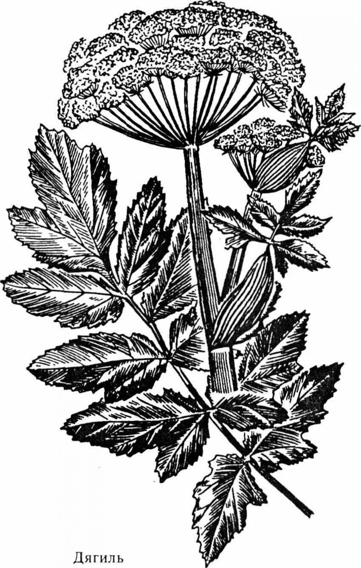 Bright hogweed coloring page