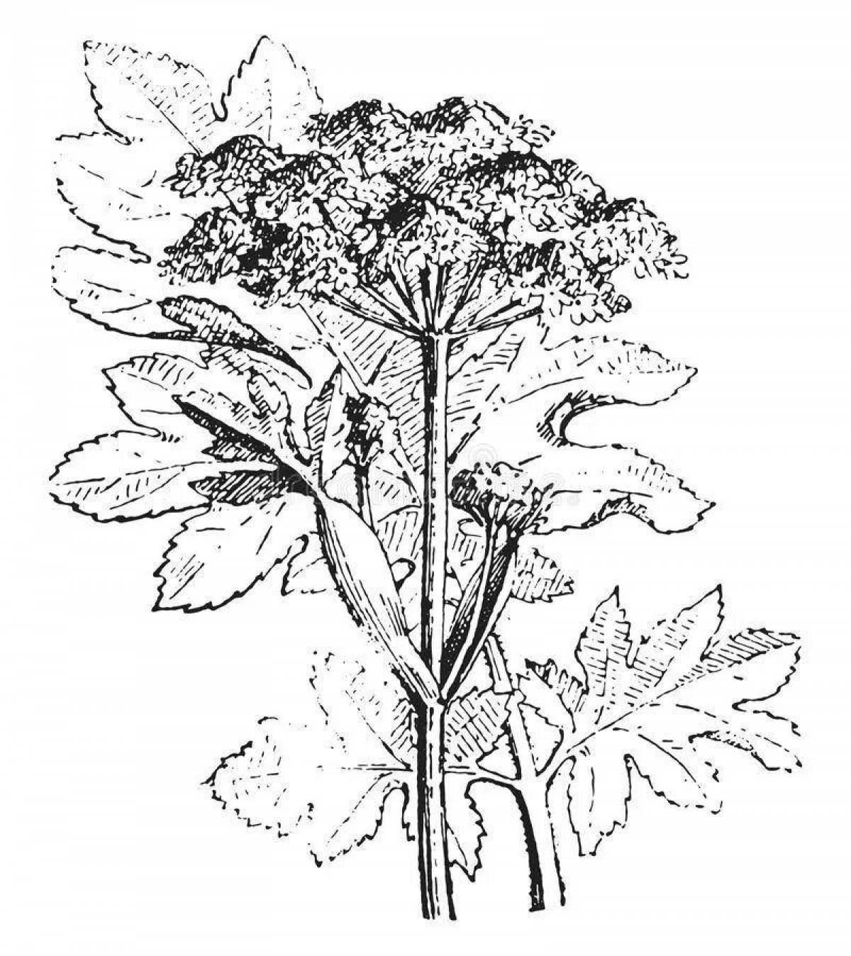 Coloring merry hogweed