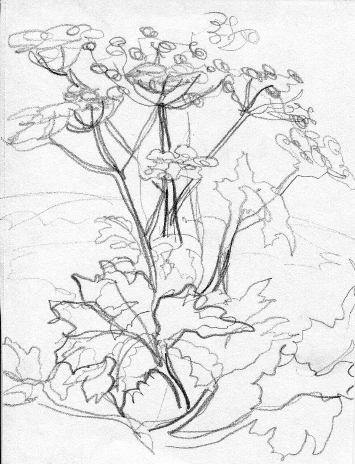 Playful hogweed coloring page