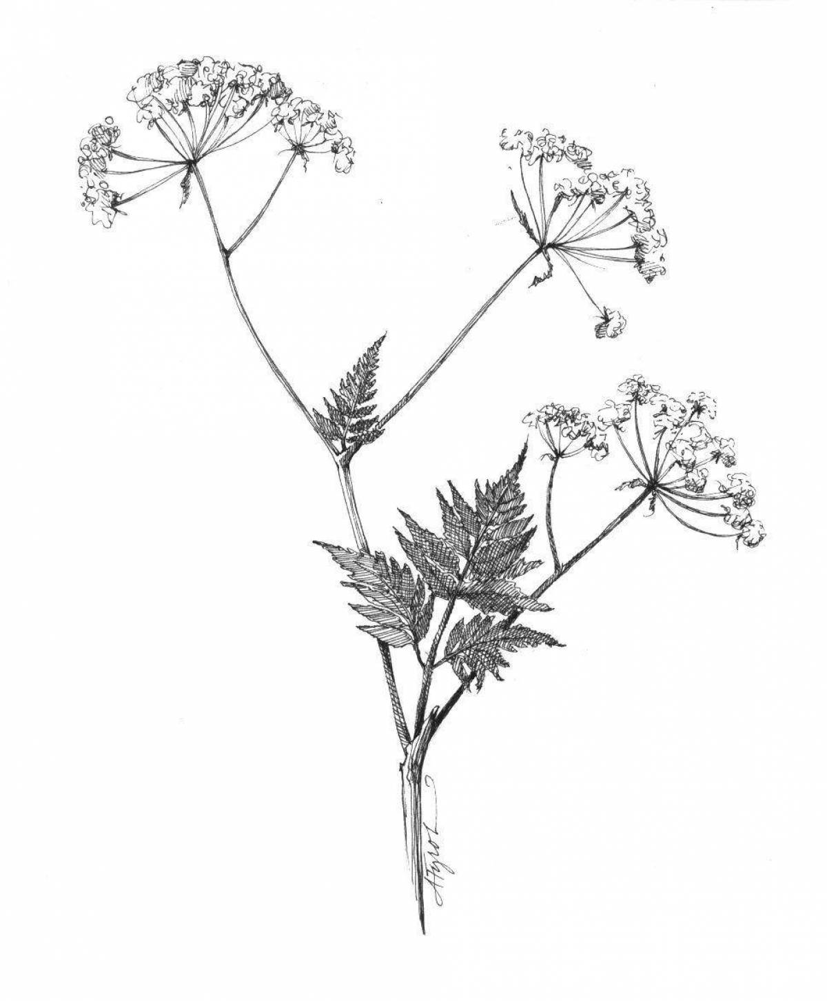 Living hogweed coloring page