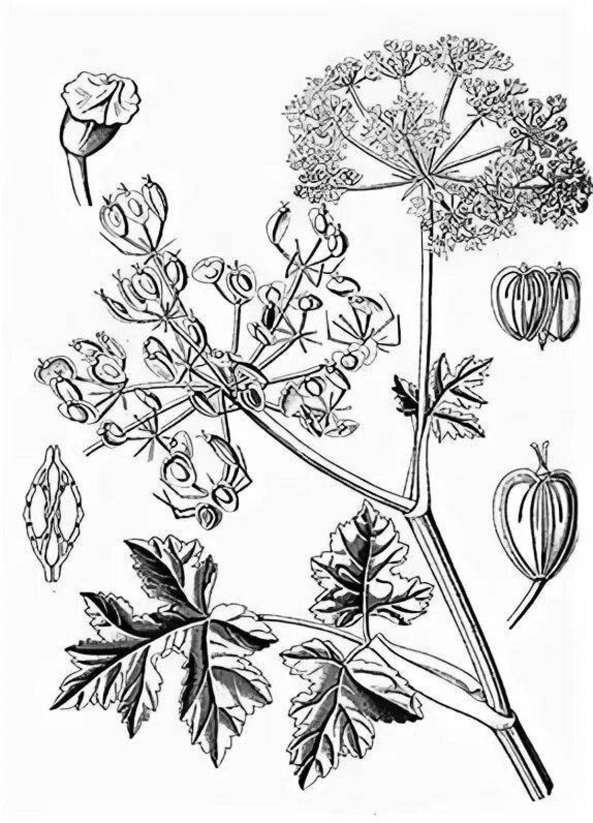 Coloring page solar hogweed
