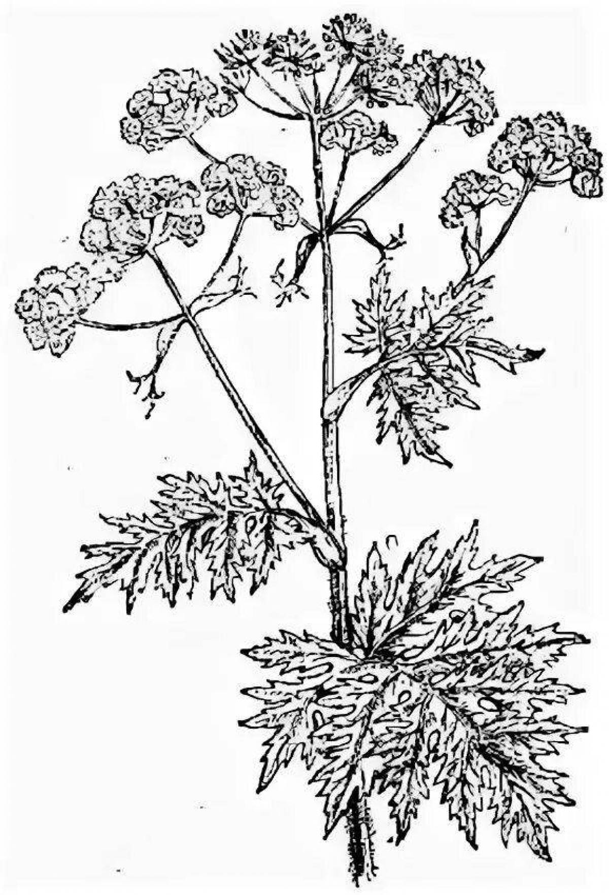Coloring book sparkling hogweed