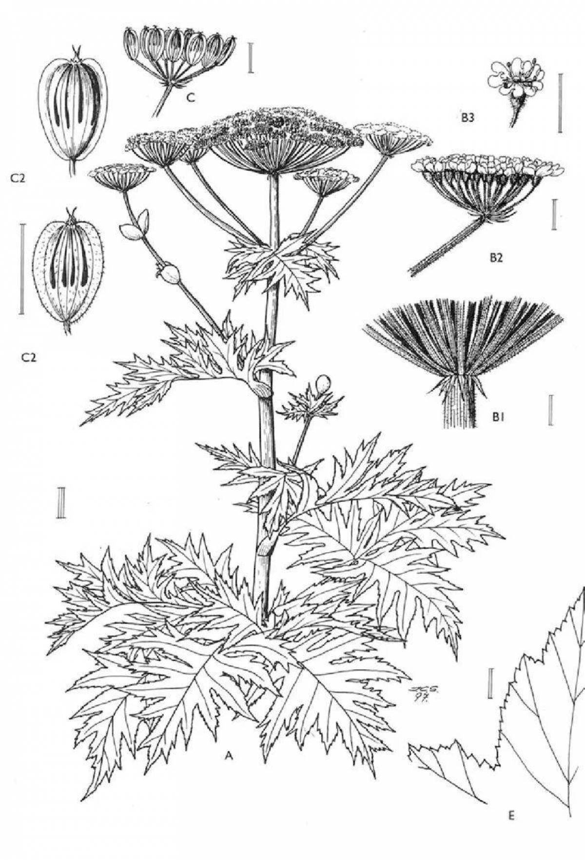 Charming hogweed coloring page