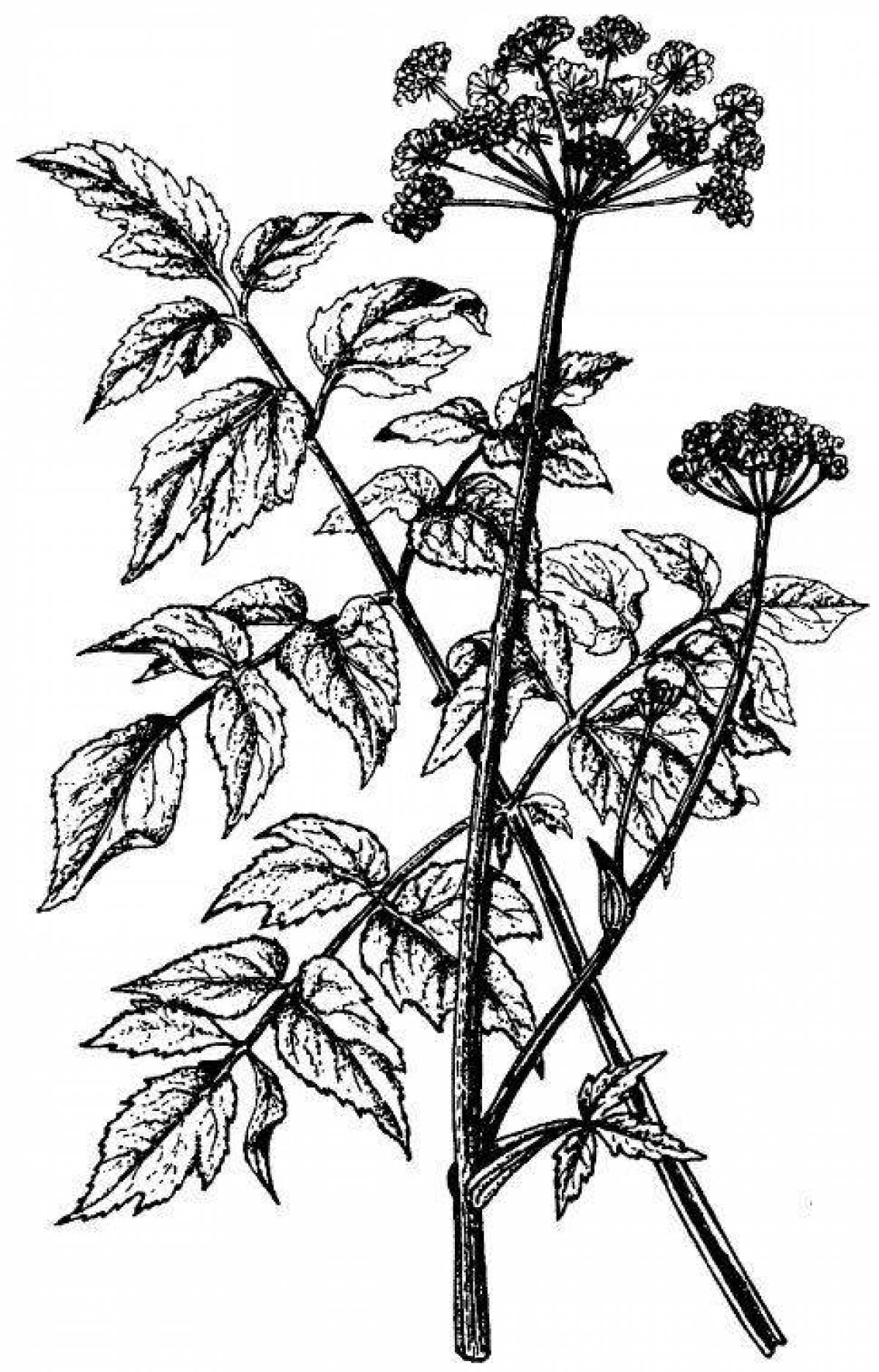 Coloring page glorious hogweed