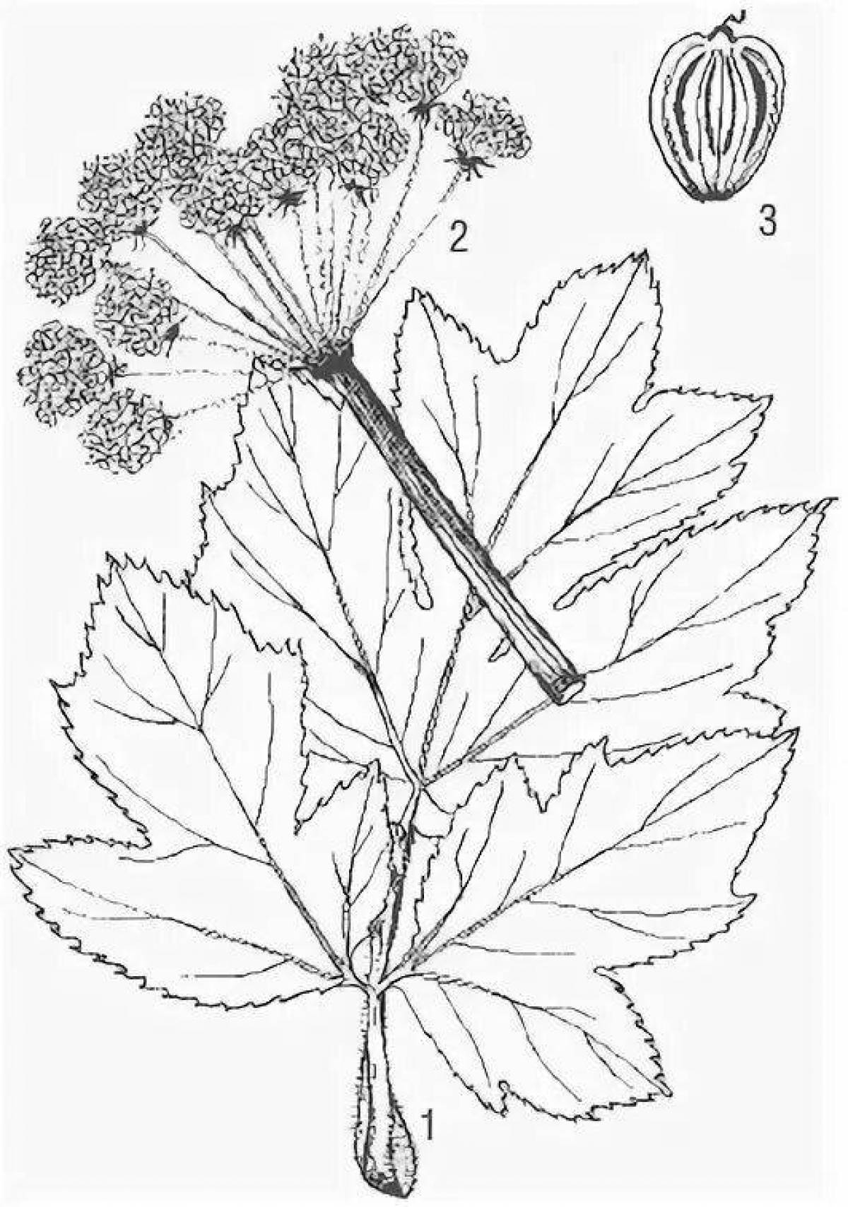 Delightful hogweed coloring page