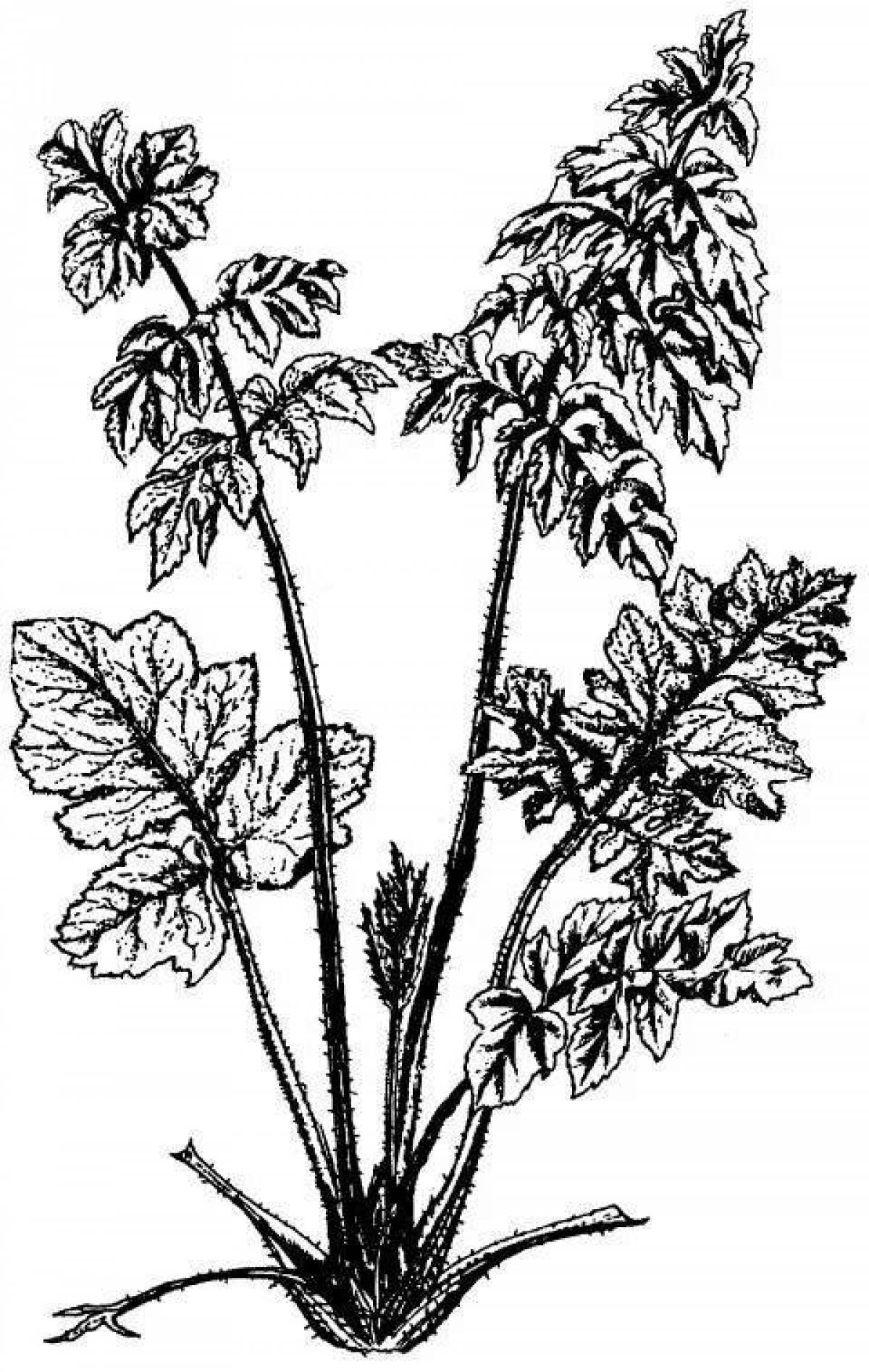 Coloring hogweed