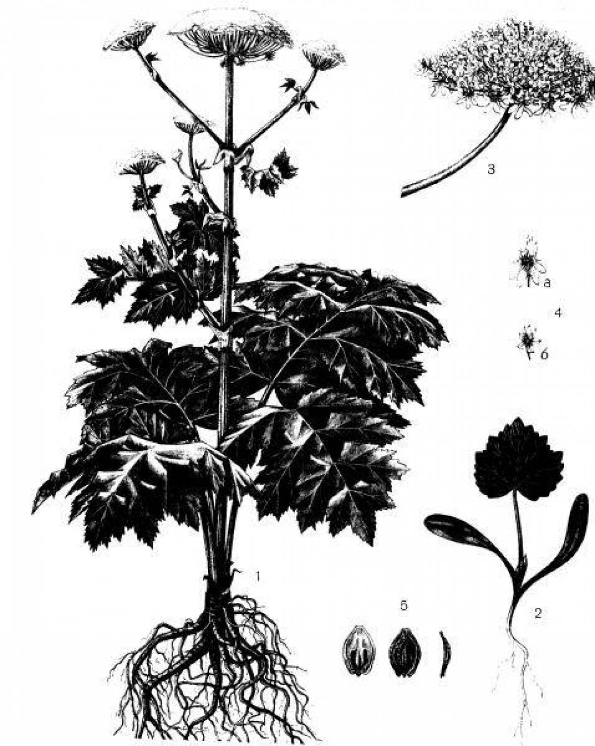 Bold Hogweed Coloring Page