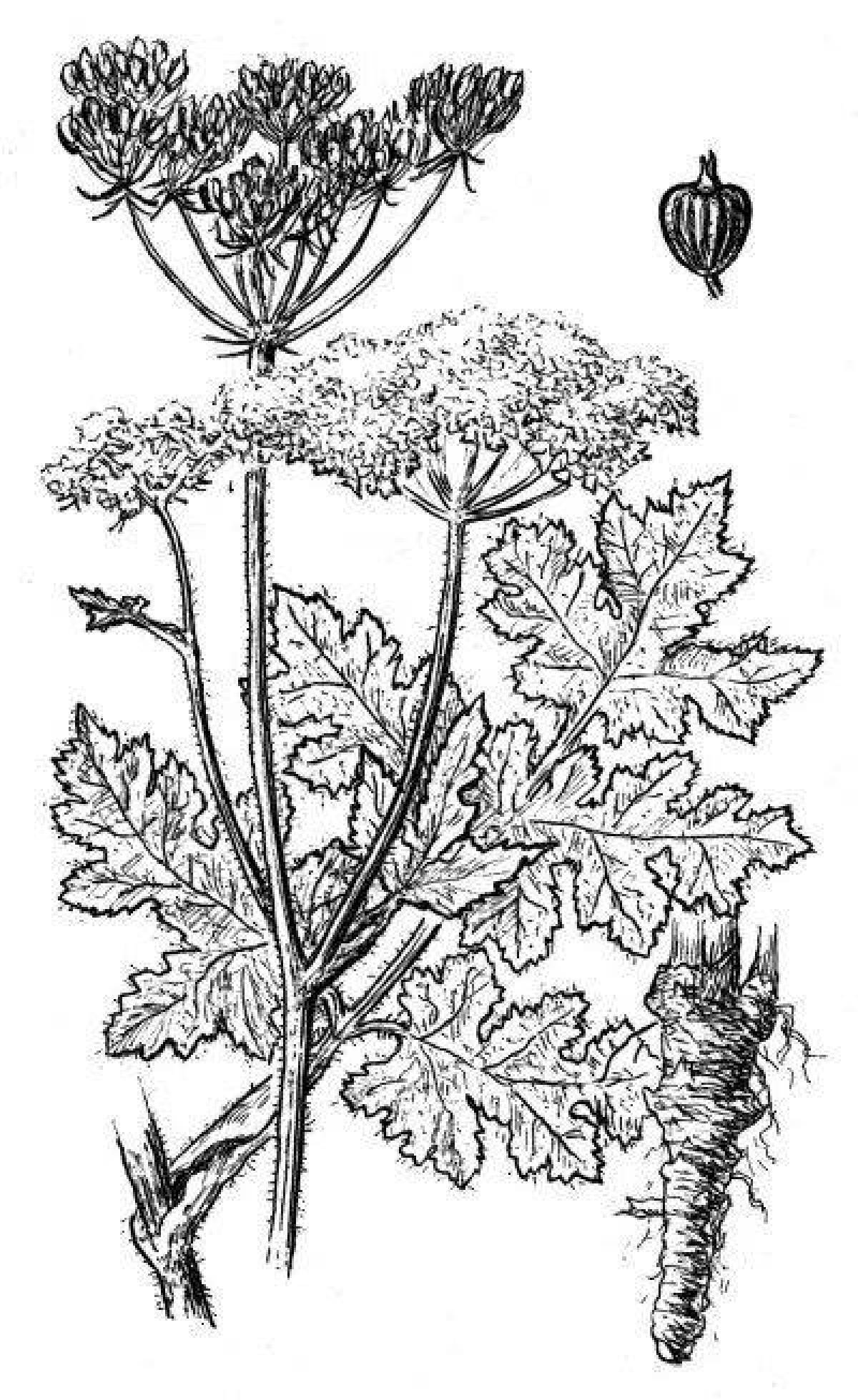 Coloring page dazzling hogweed
