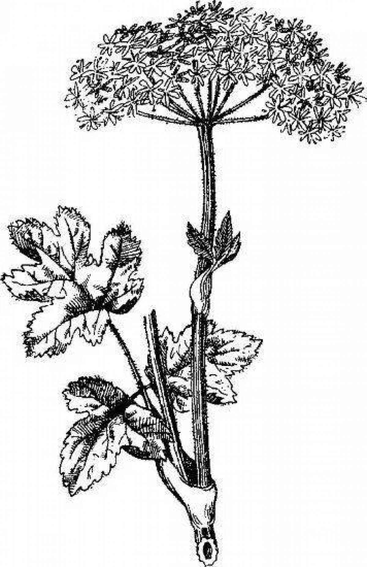 Brilliant hogweed coloring page