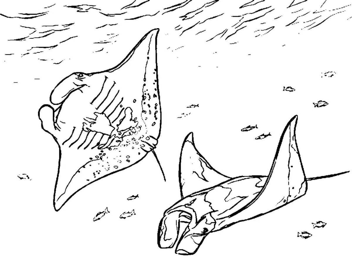 Manta ray live coloring