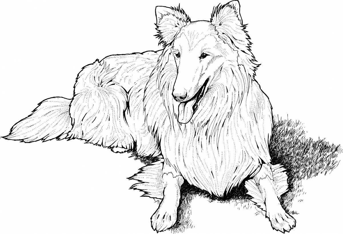 Colorful collie coloring page