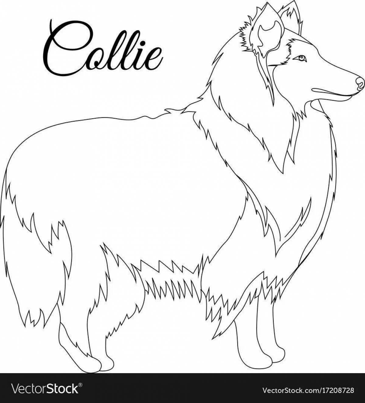 Majestic collie coloring page