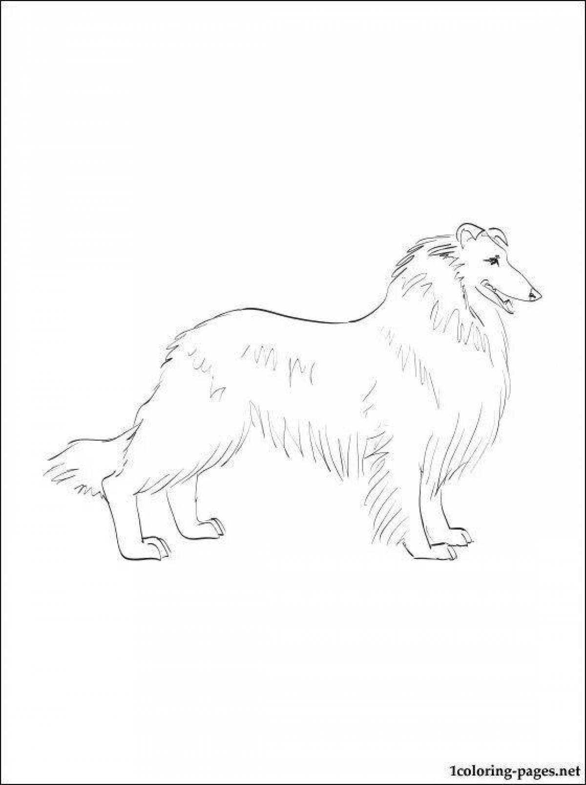 Collie playful coloring page