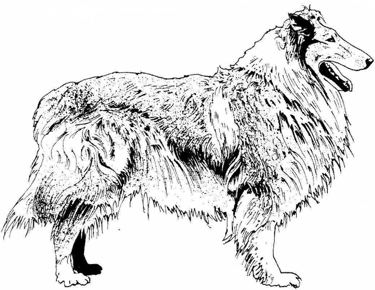Charming collie coloring book