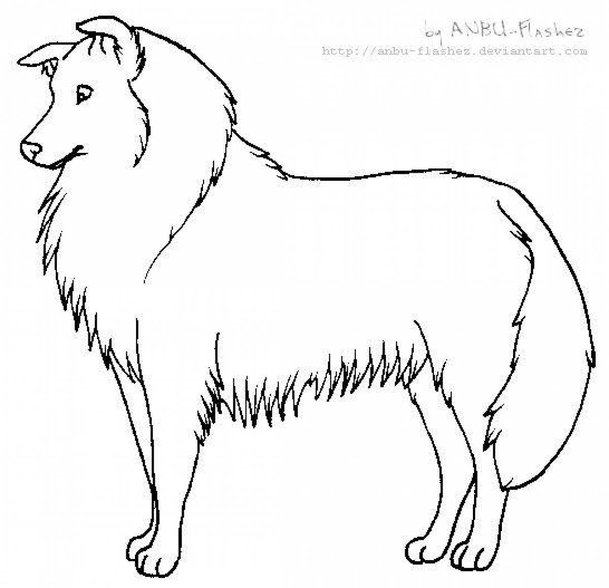 Collie coloring page