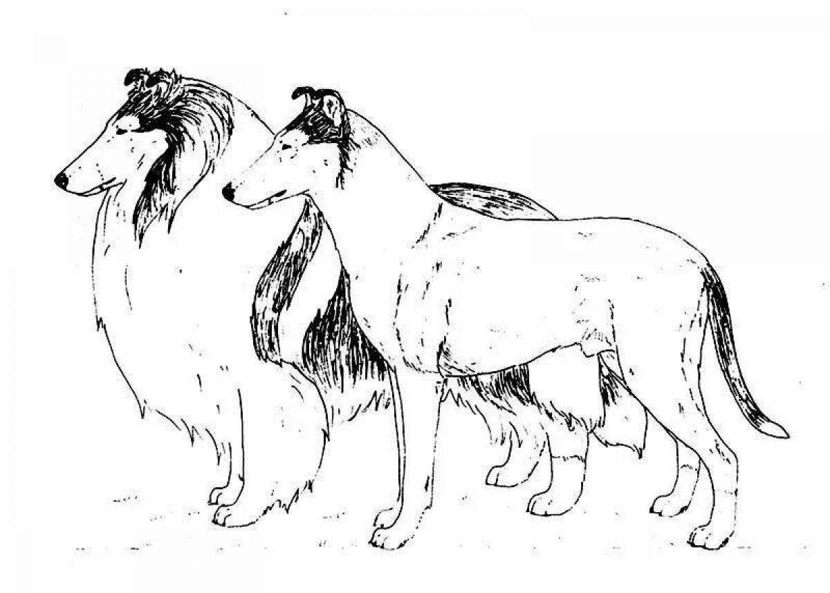Collie elegant coloring page
